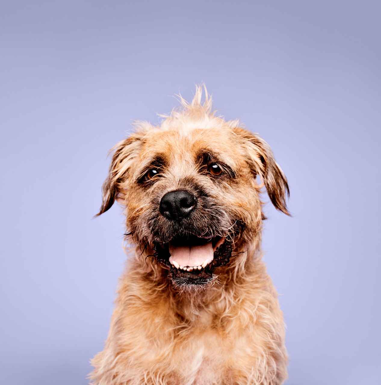 Paul Mitchell Pet