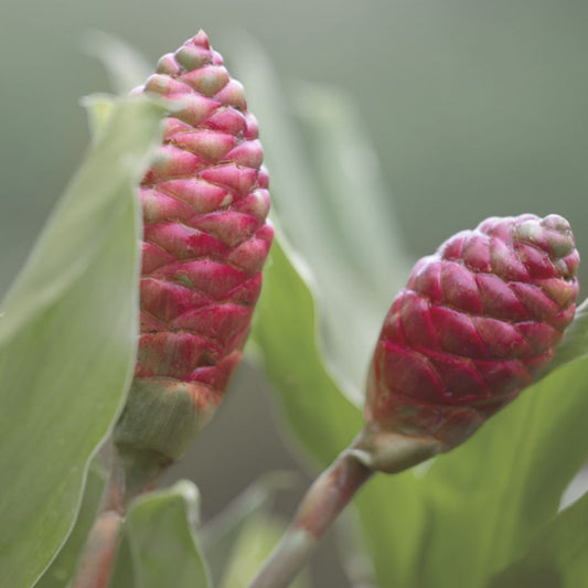 Awapuhi Wild Ginger HydraSoft Shampoo