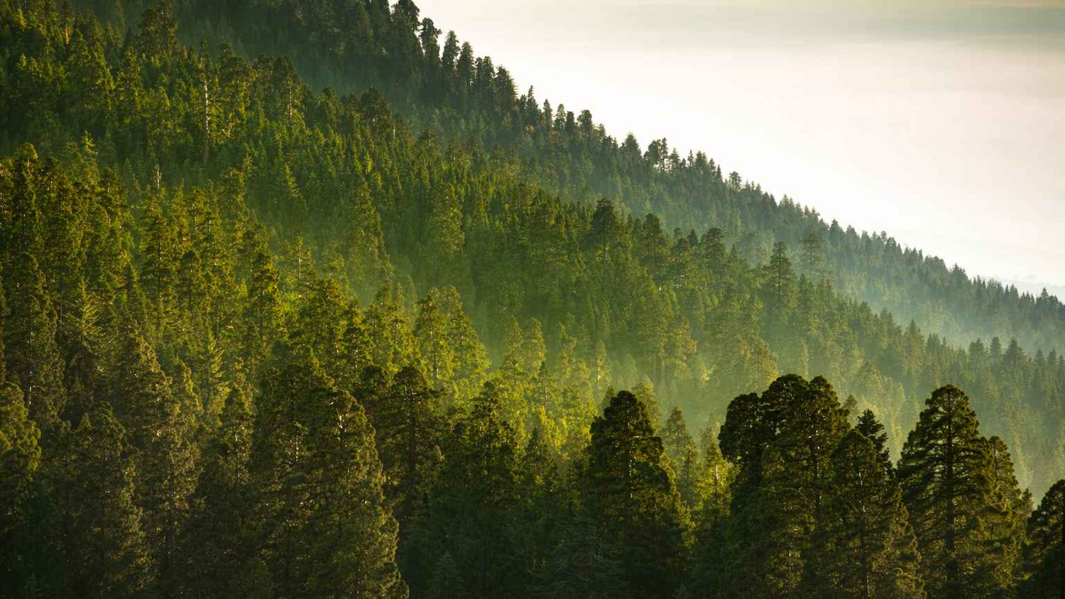 PAUL MITCHELL | Officiel Webshop Danmark