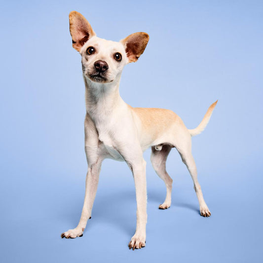 Super Bright Shampoo