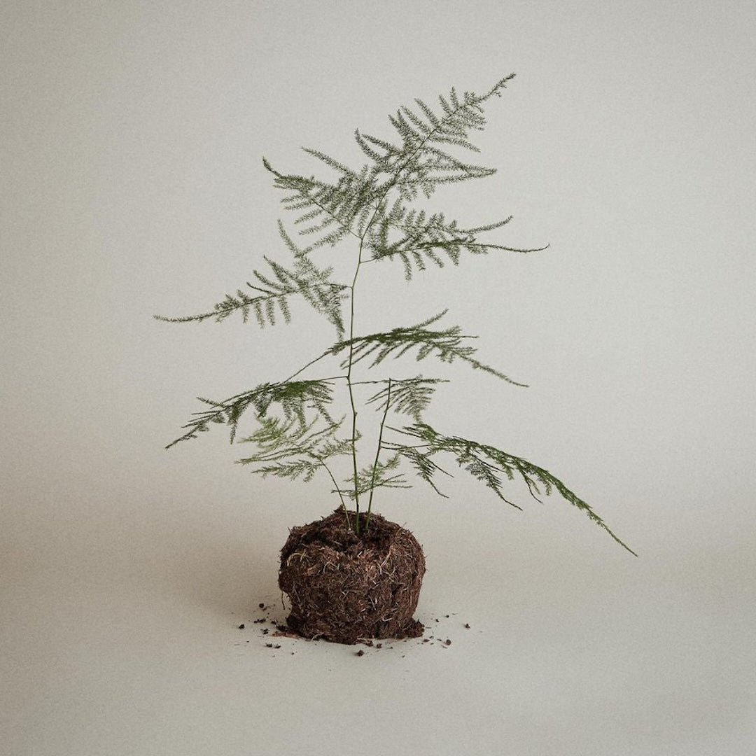 Tea tree fjerner bakterier, mens pebermynte og lavendel efterlader hænderne friske og velduftende.